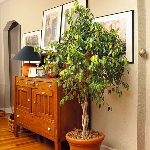 Ficus Plant 